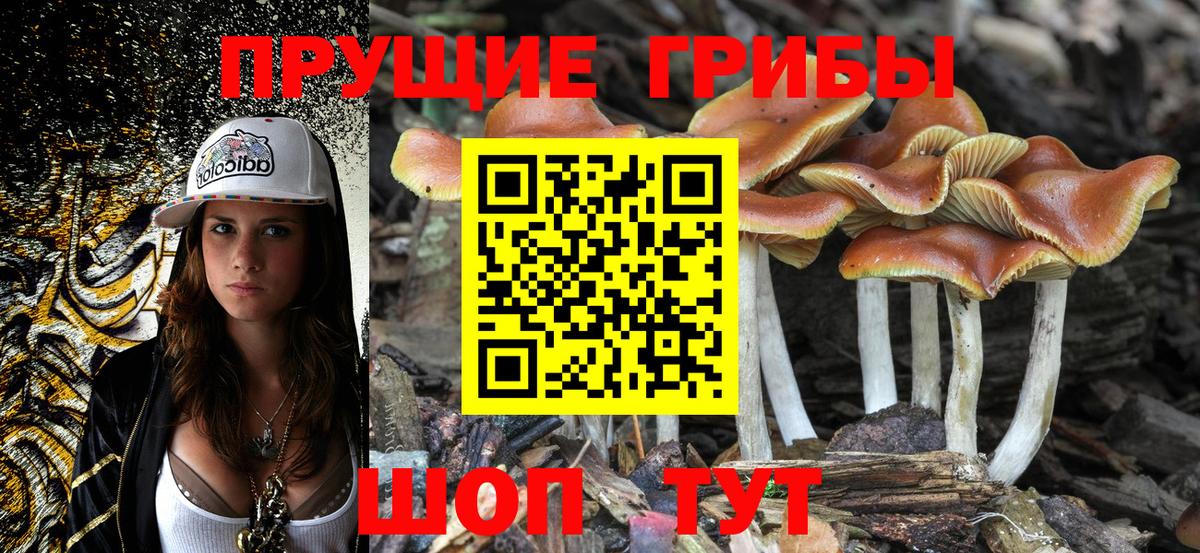 Галлюциногенные грибы Cubensis  купить   Вход с VPN  Спасск-Дальний  Галлюциногенные грибы мицелий 